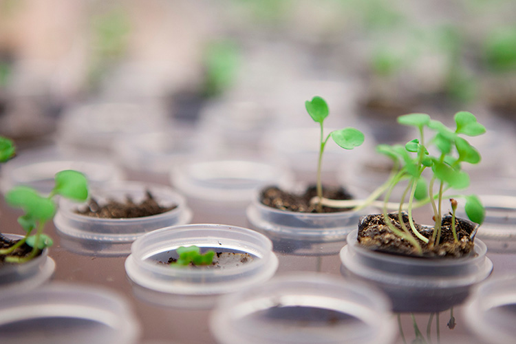 Garden of Virtual Kinship 4